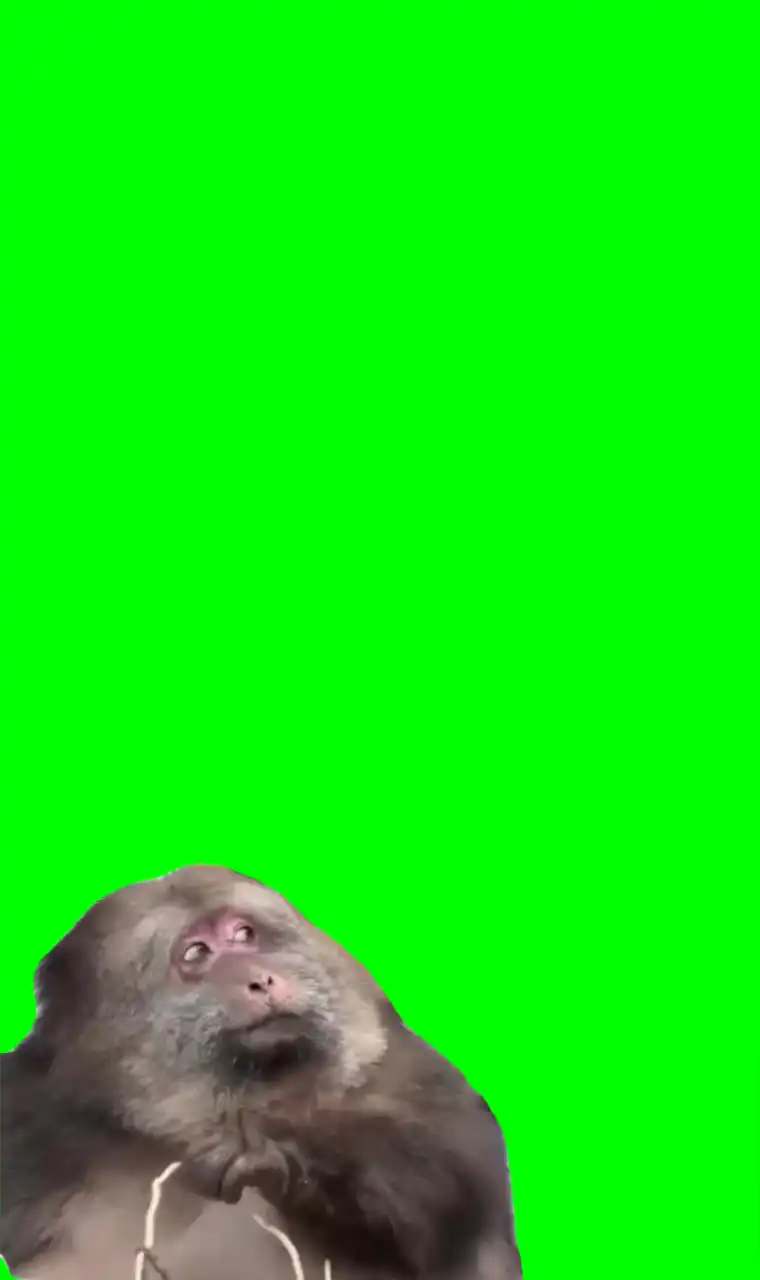 Monkey looking around green screen