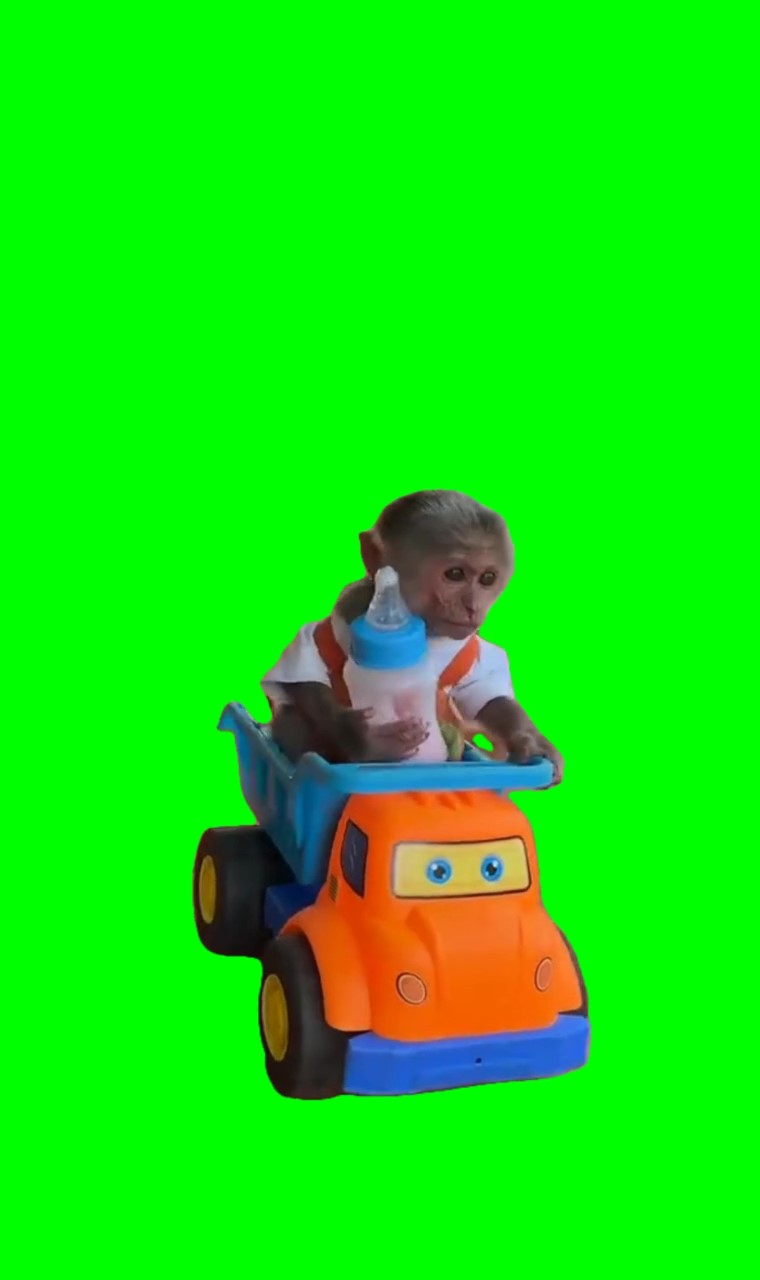 Monkey riding a toy truck and falls off Meme Green Screen