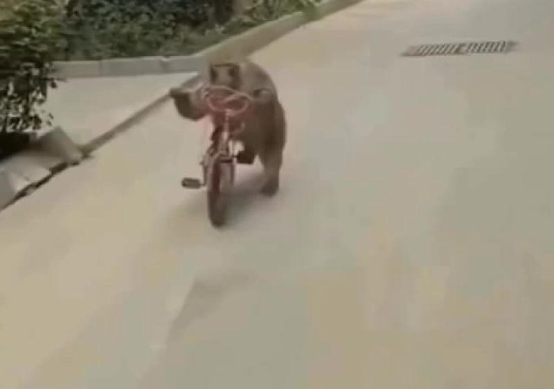 Monkey Riding Cycle Meme Template