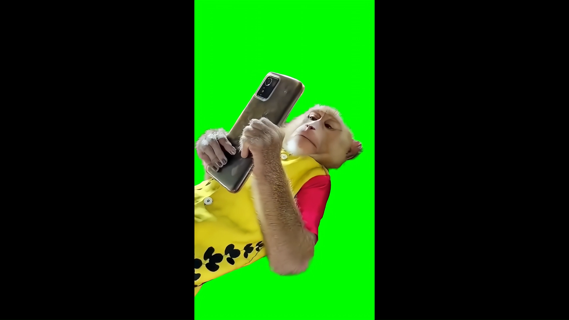 Monkey Using Phone in Bed meme - Green Screen Memes
