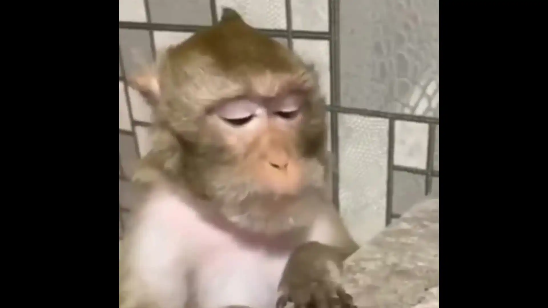 Monkey with glasses meme