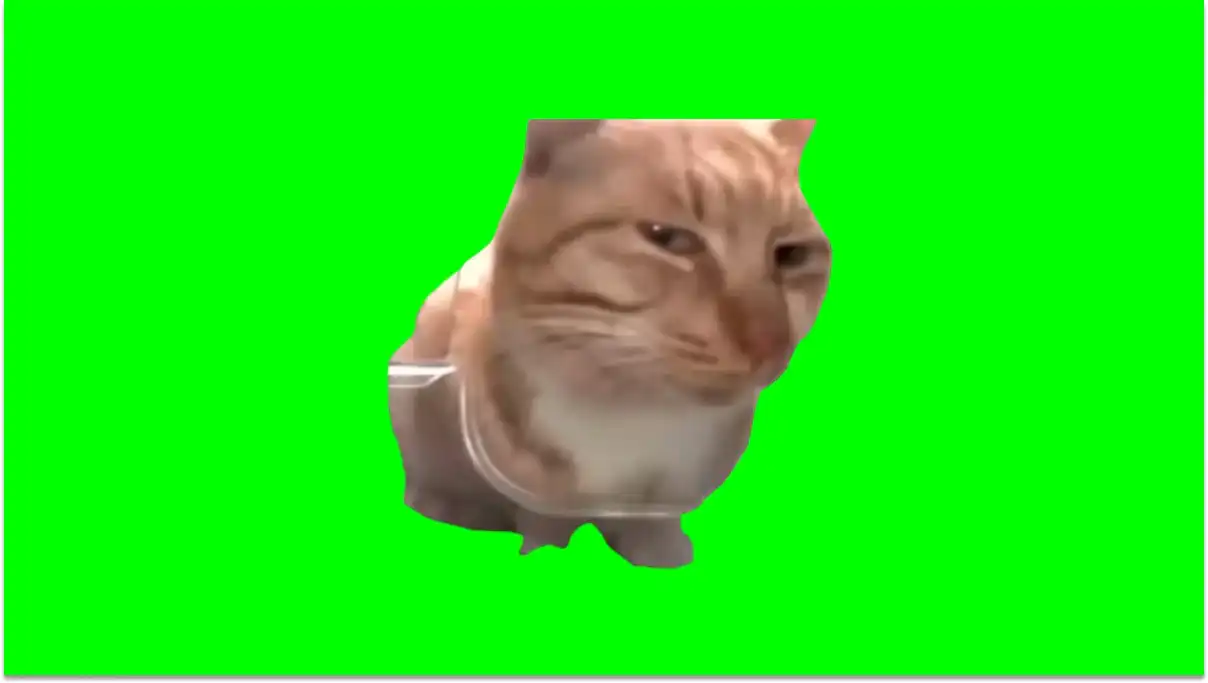 Mr Fresh Cat Side Eye Green Screen