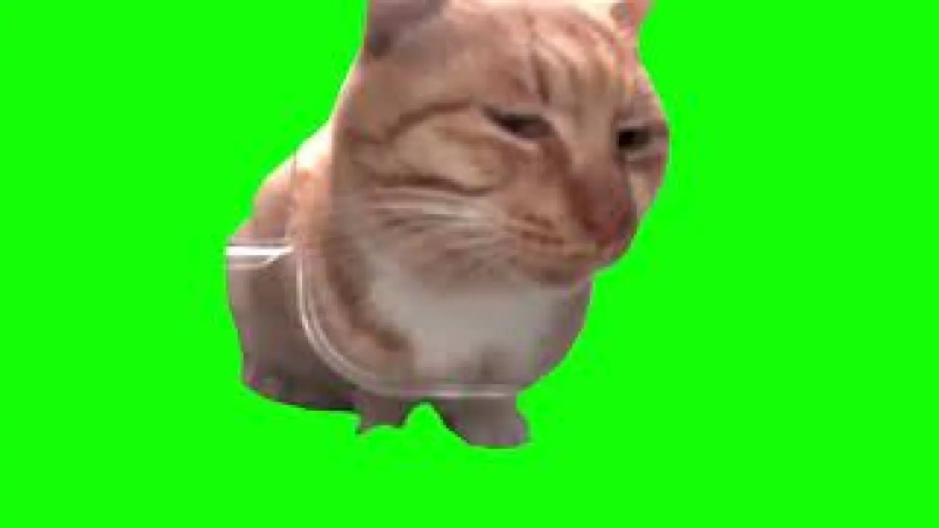 Mr Fresh Cat Side Eye Meme Green Screen