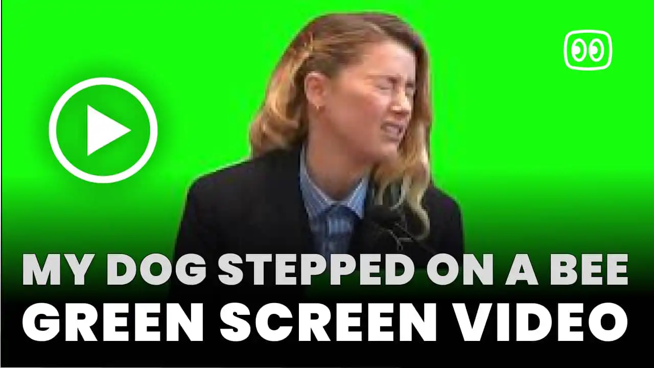 My Dog Stepped on a Bee Green Screen