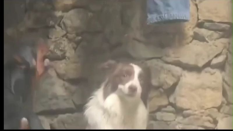 New Dog Meme Template