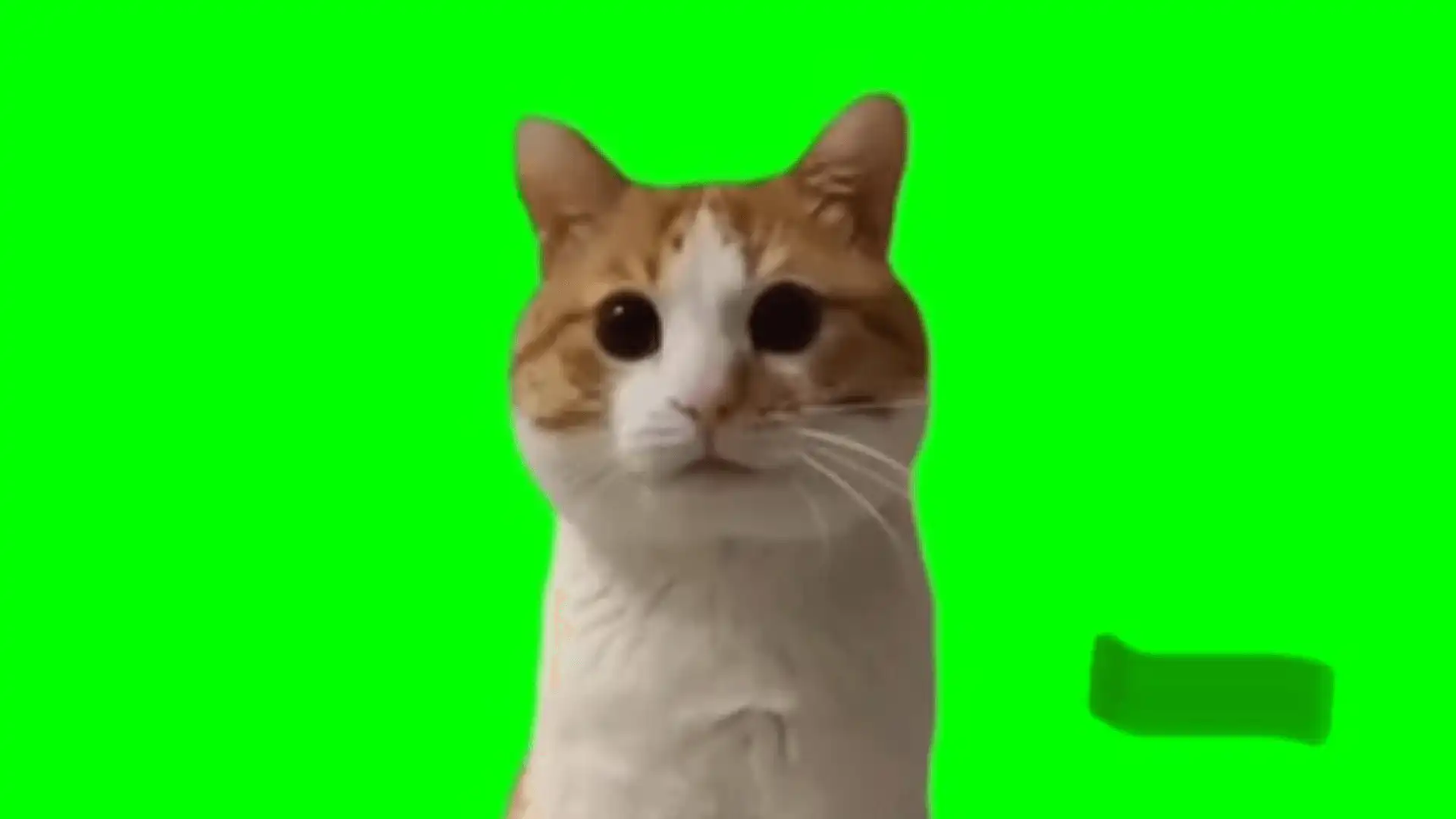 Noddin kitten meme green screen template