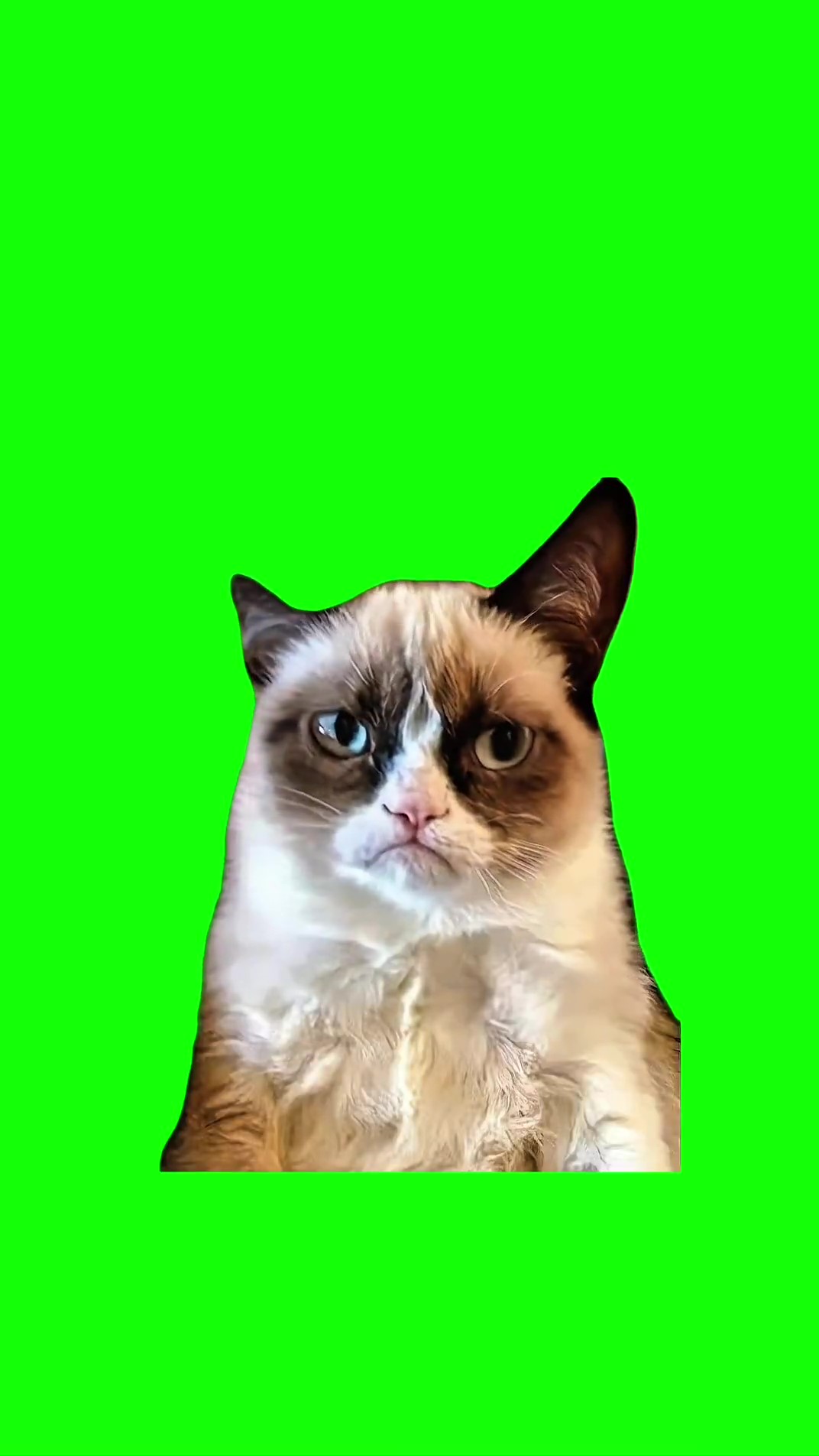 Og grumpy cat sigh Green Screen Meme