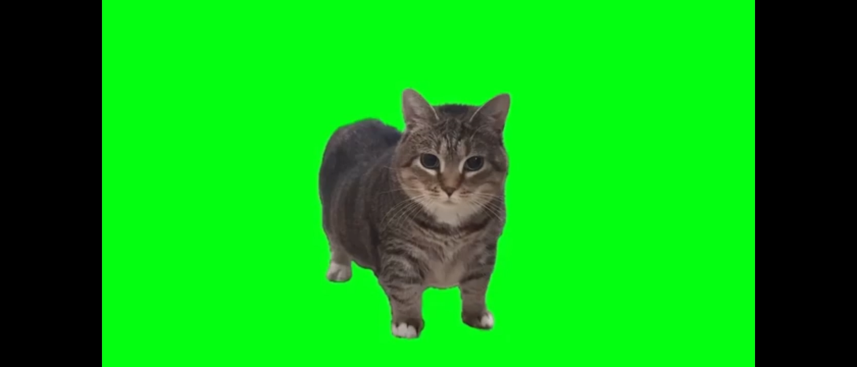Oiia Oiia Cat Meme Video