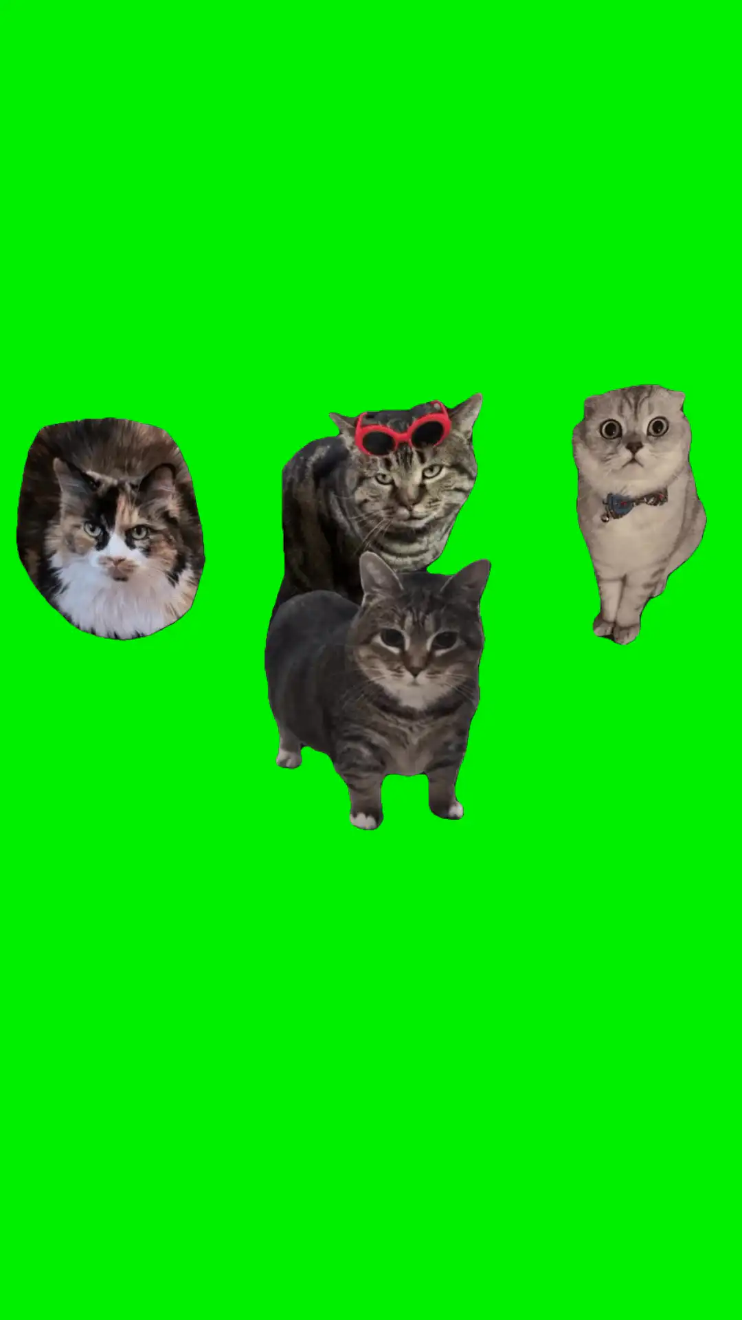 Oiia spinning cats green screen