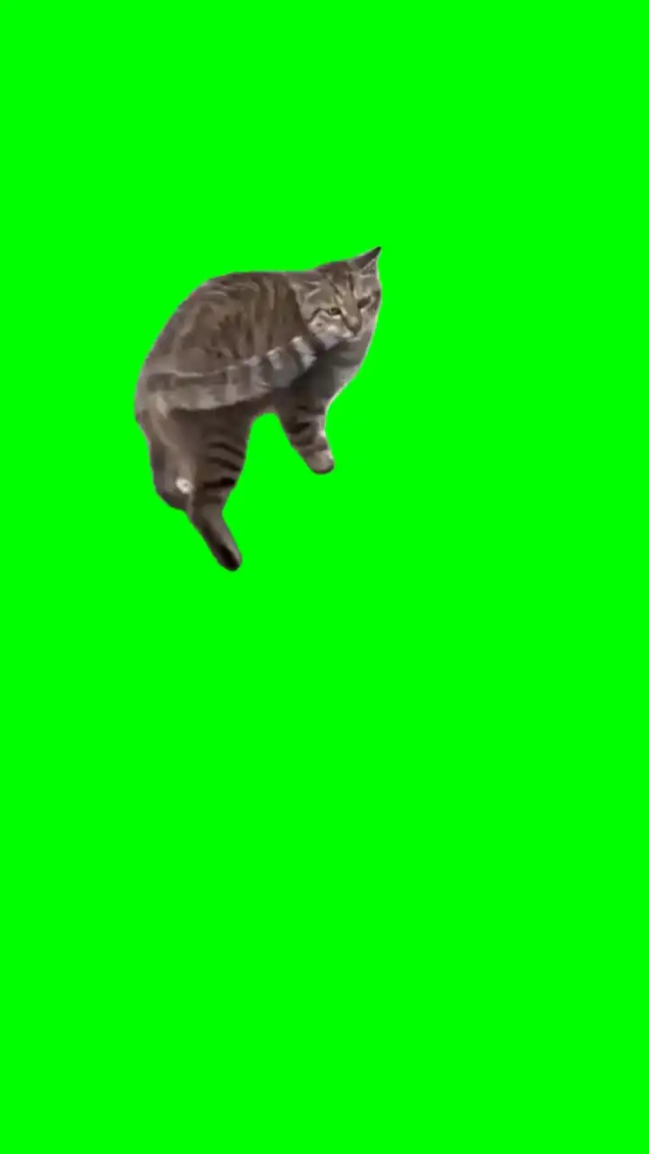 Ooiiaaa cat green screen