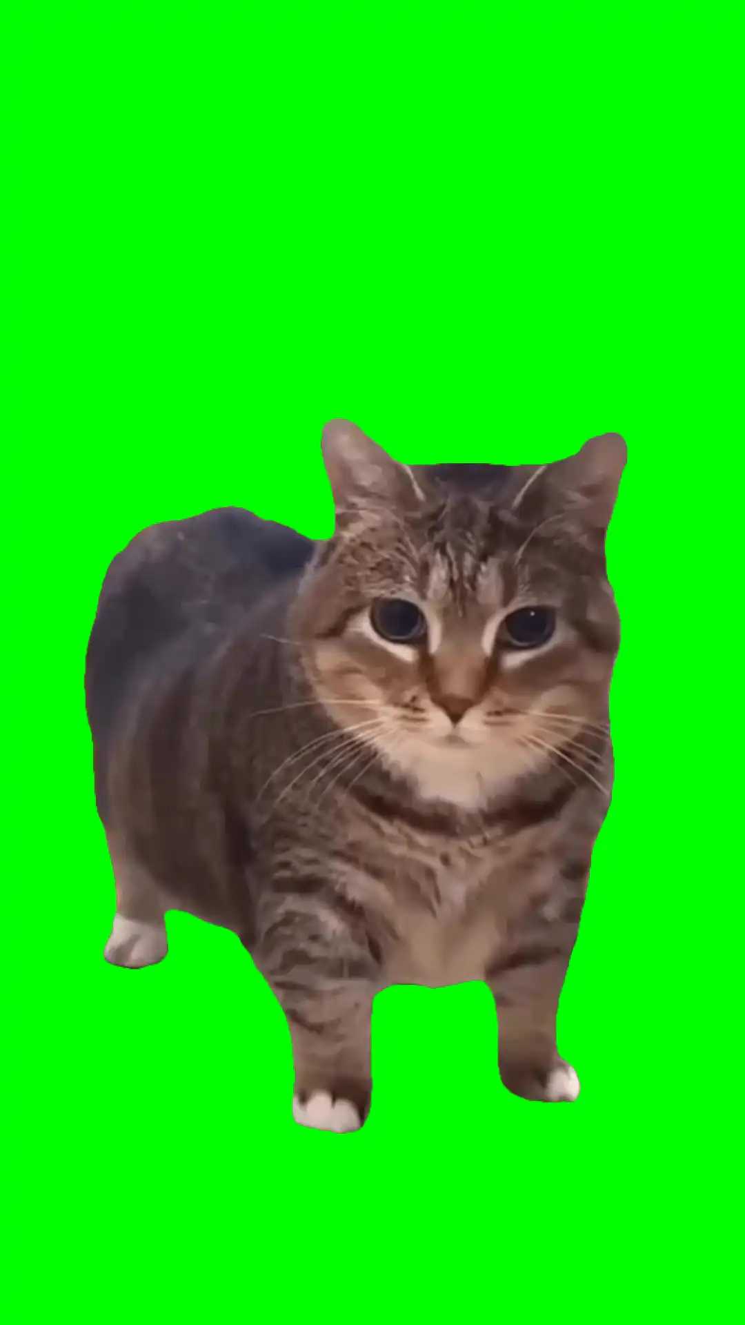 Ooiiaaa subsurfer green screen