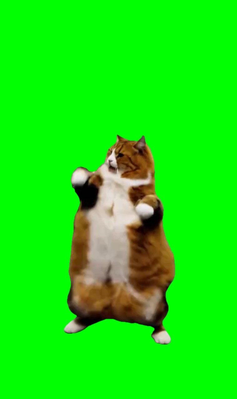 Orange cat dancing to sexy and I know it meme