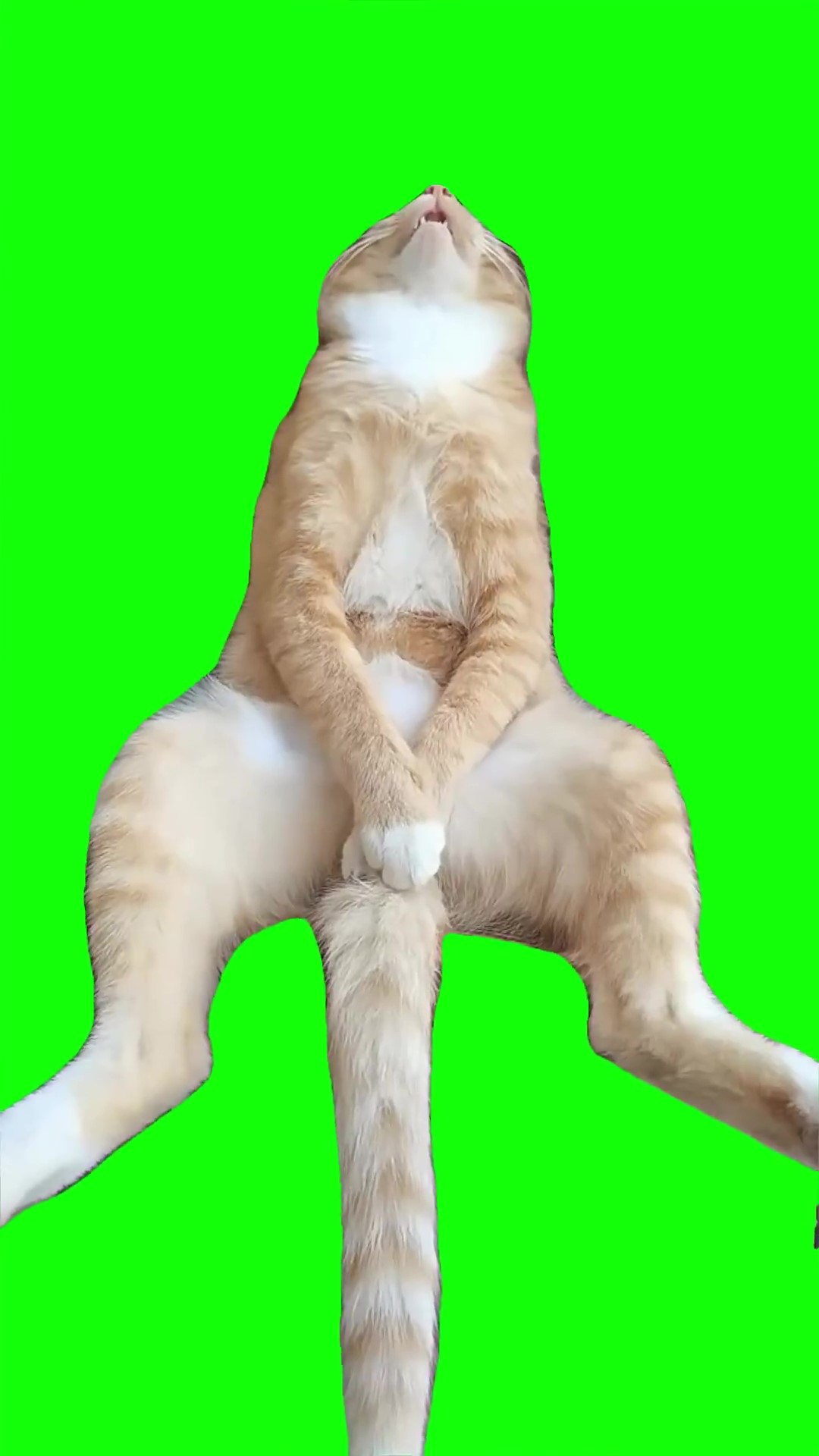 Orange cat sleeping Green Screen Meme