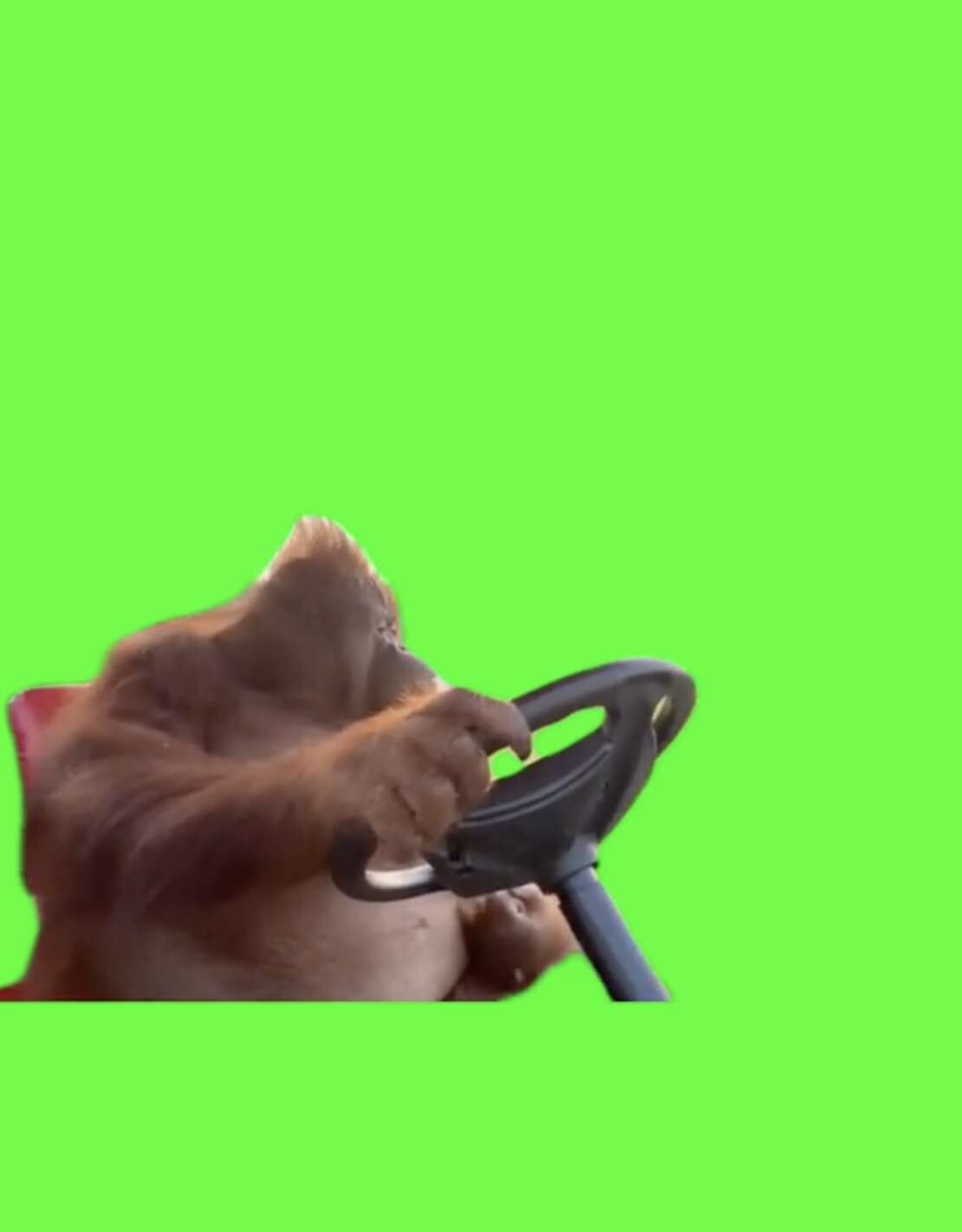 Orangutan Driving Meme Green Screen