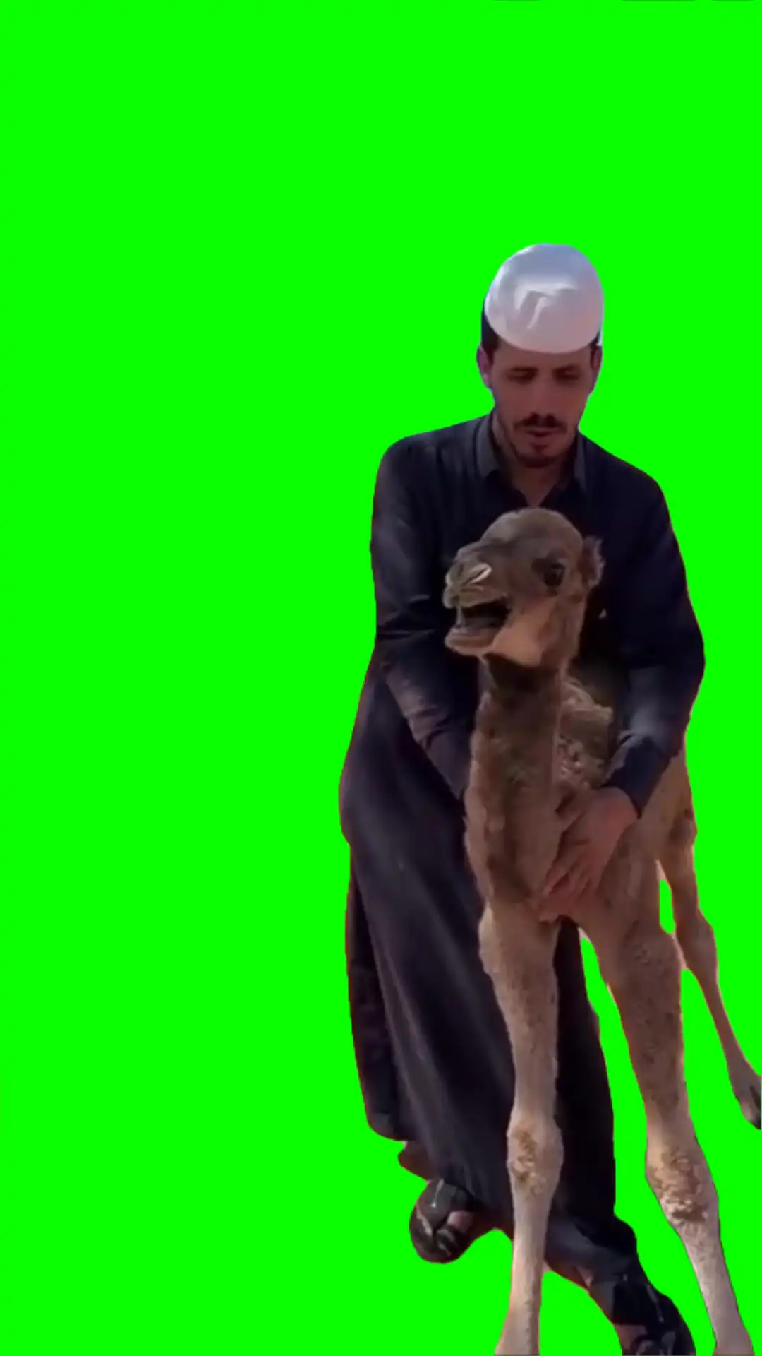 Out of breah Camel meme Green Screen