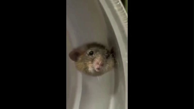 Pakda Gaya Funny Memes Video