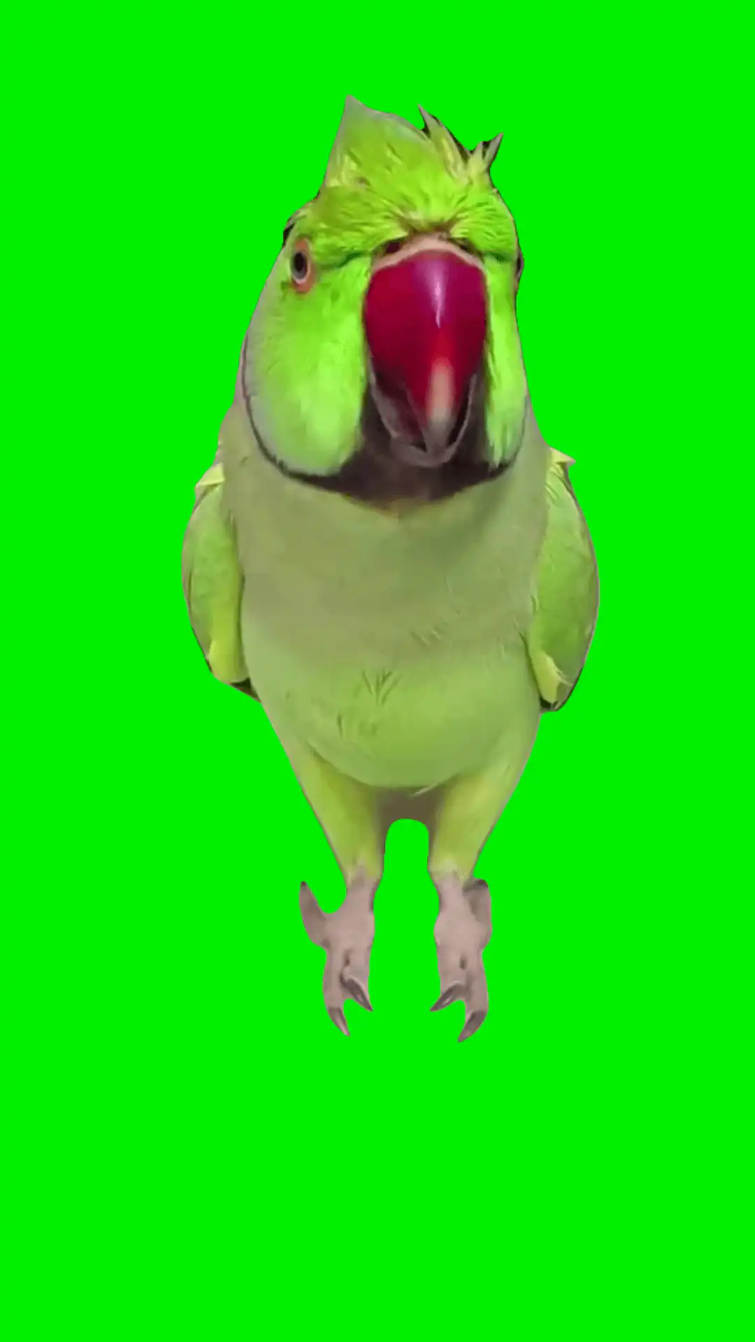 Parrot talking to monkey meme green screen