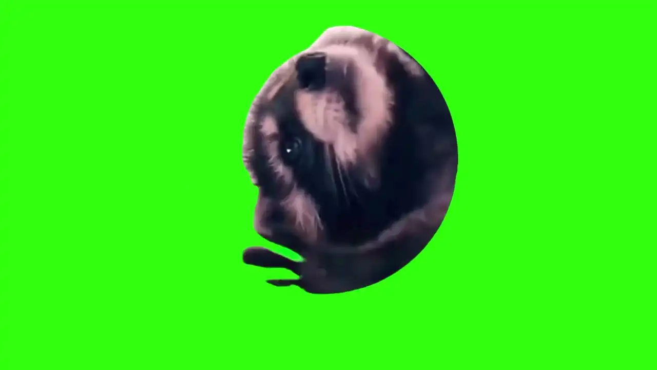 pedro raccoon green screen