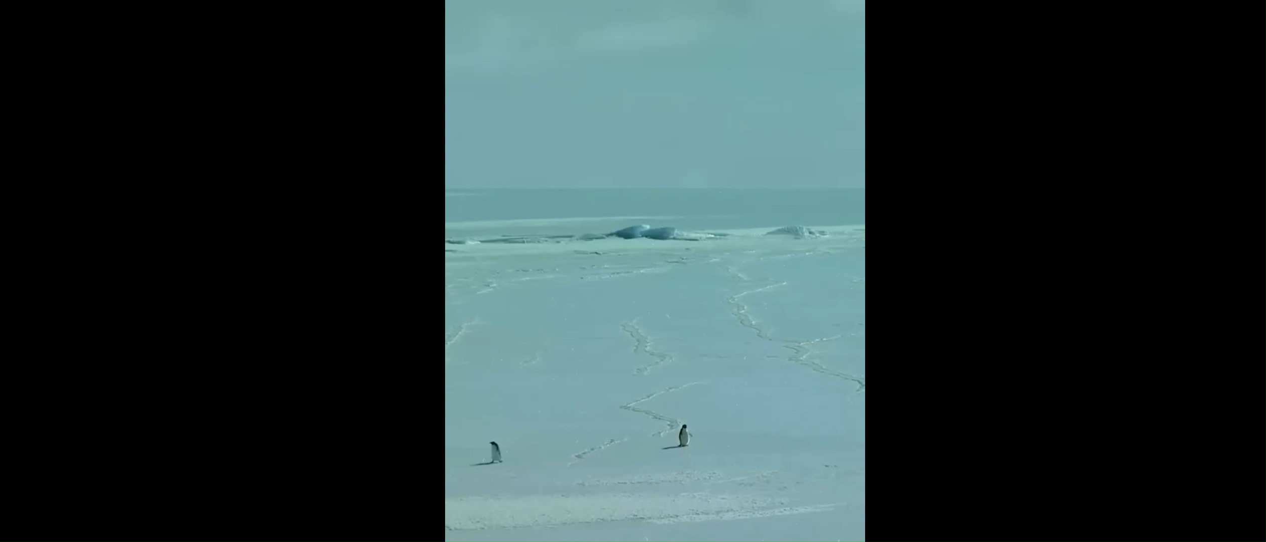 Penguin Memes Video