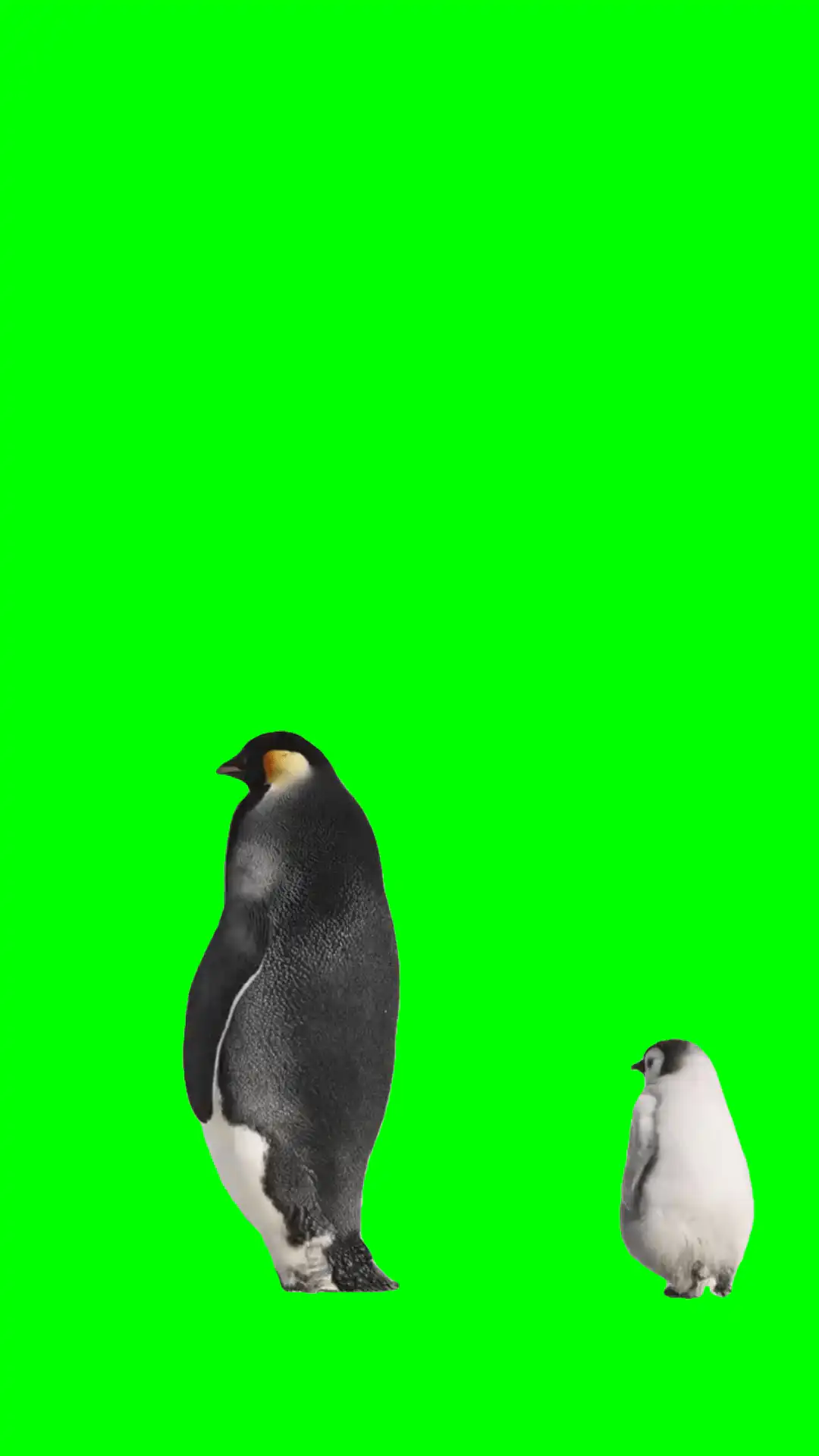Penguins walking green screen