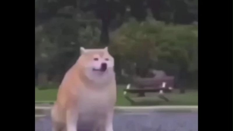 People Disappearing  Animals Memes