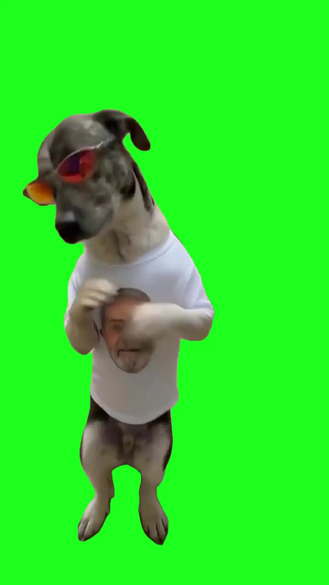 perro bailando dog dance trend Green Screen Meme
