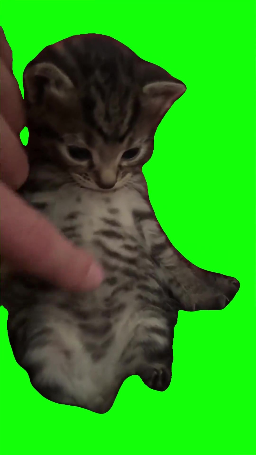 Pibble rummy rub Green Screen Meme