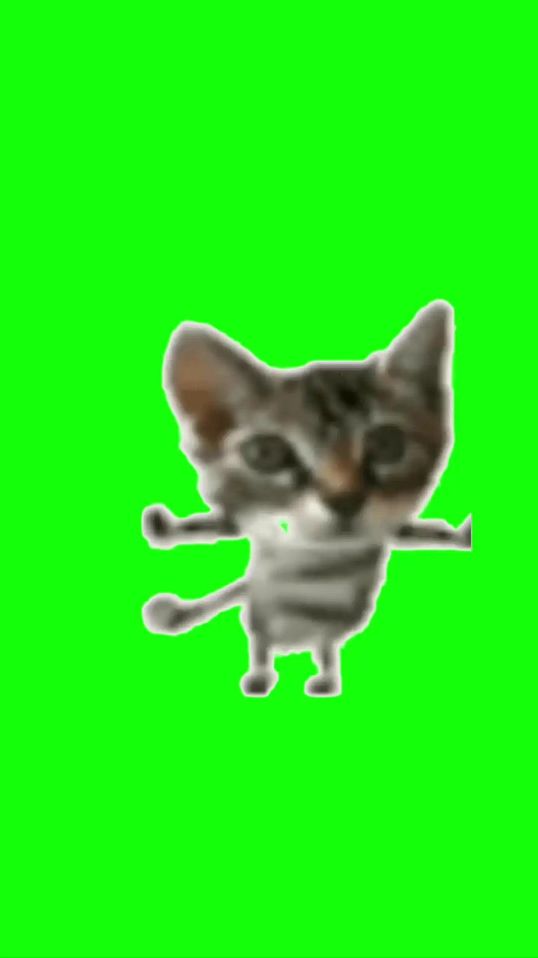 Pipipipi cat Meme green screen