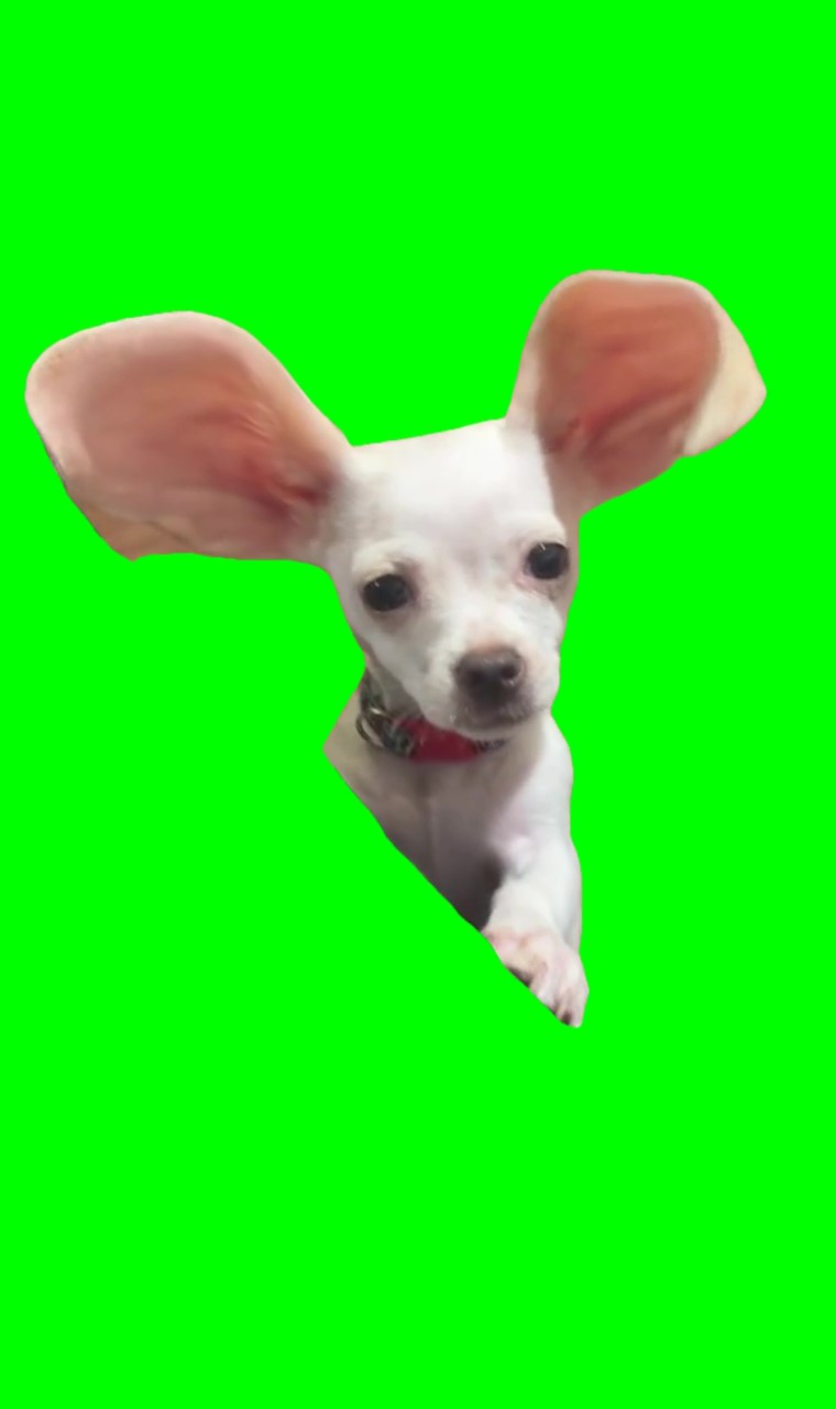 Pips with bunny ears meme green screen