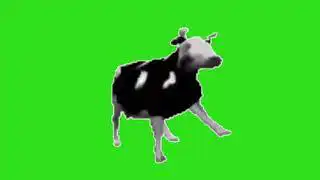 polish cow
