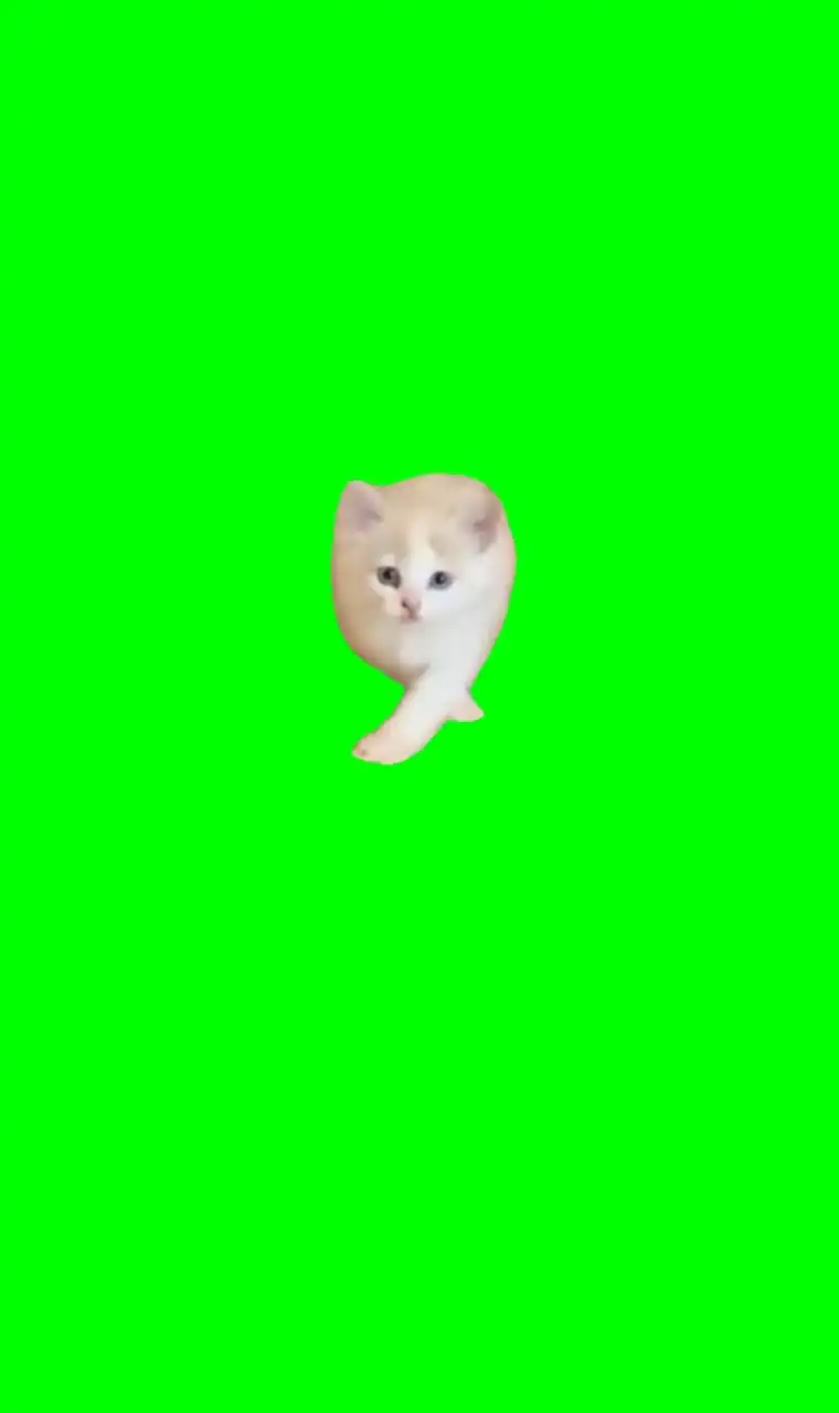 Pretty girls walk like this cat green screen
