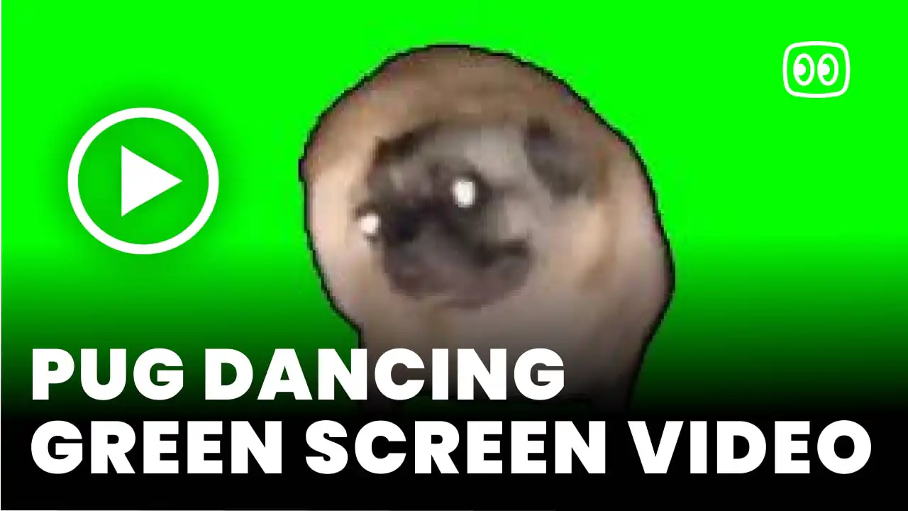 Pug dancing Green Screen