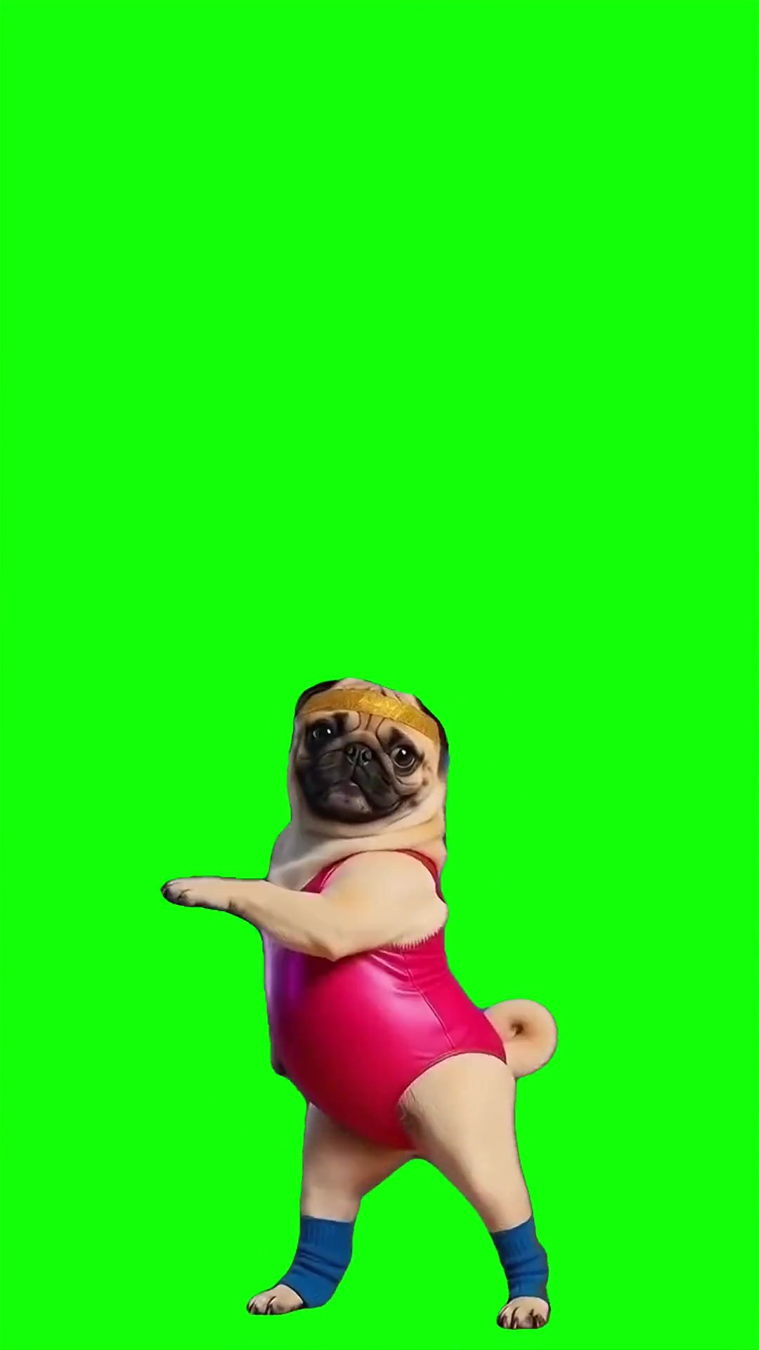 Pug working out Green Screen Meme