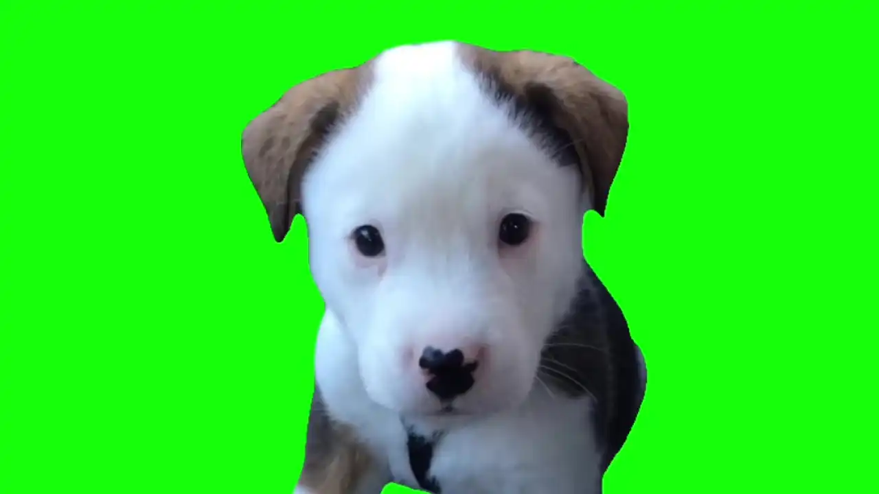 Puppy Barking Meme Green Screen