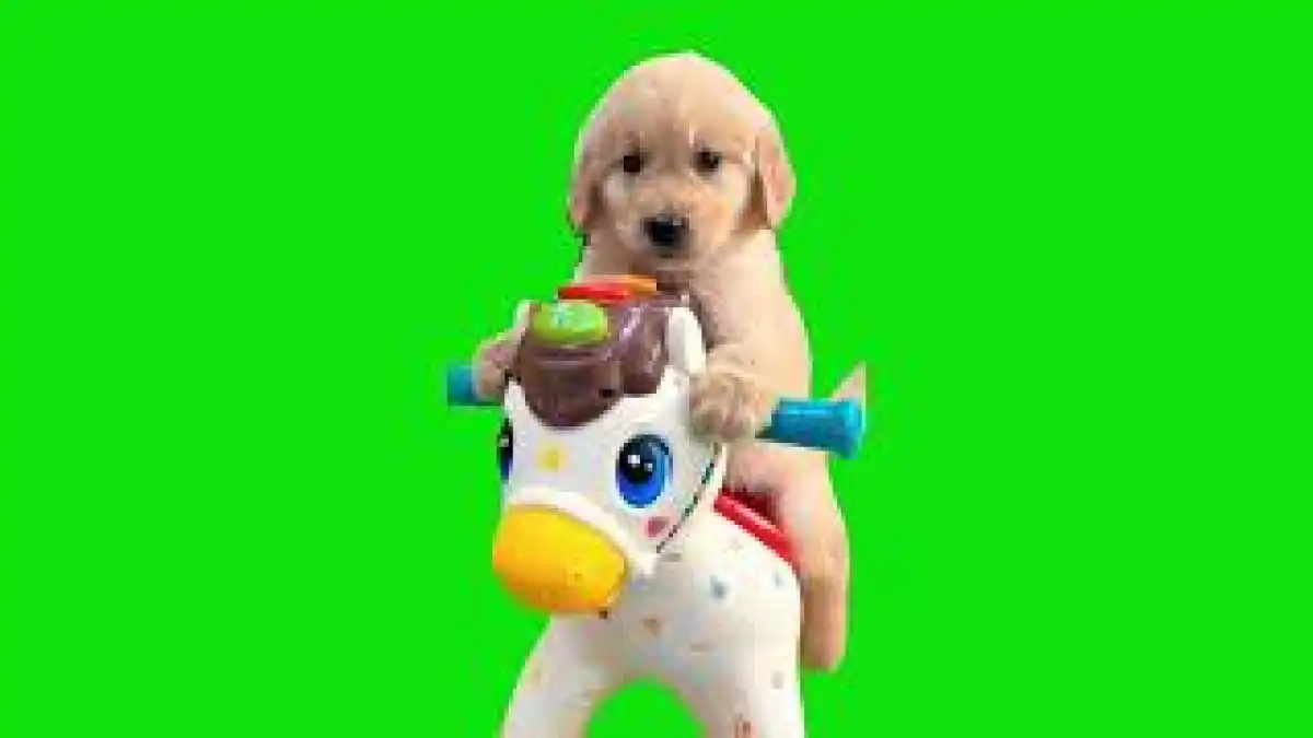 Puppy On A Rocking Horse Meme Green Screen