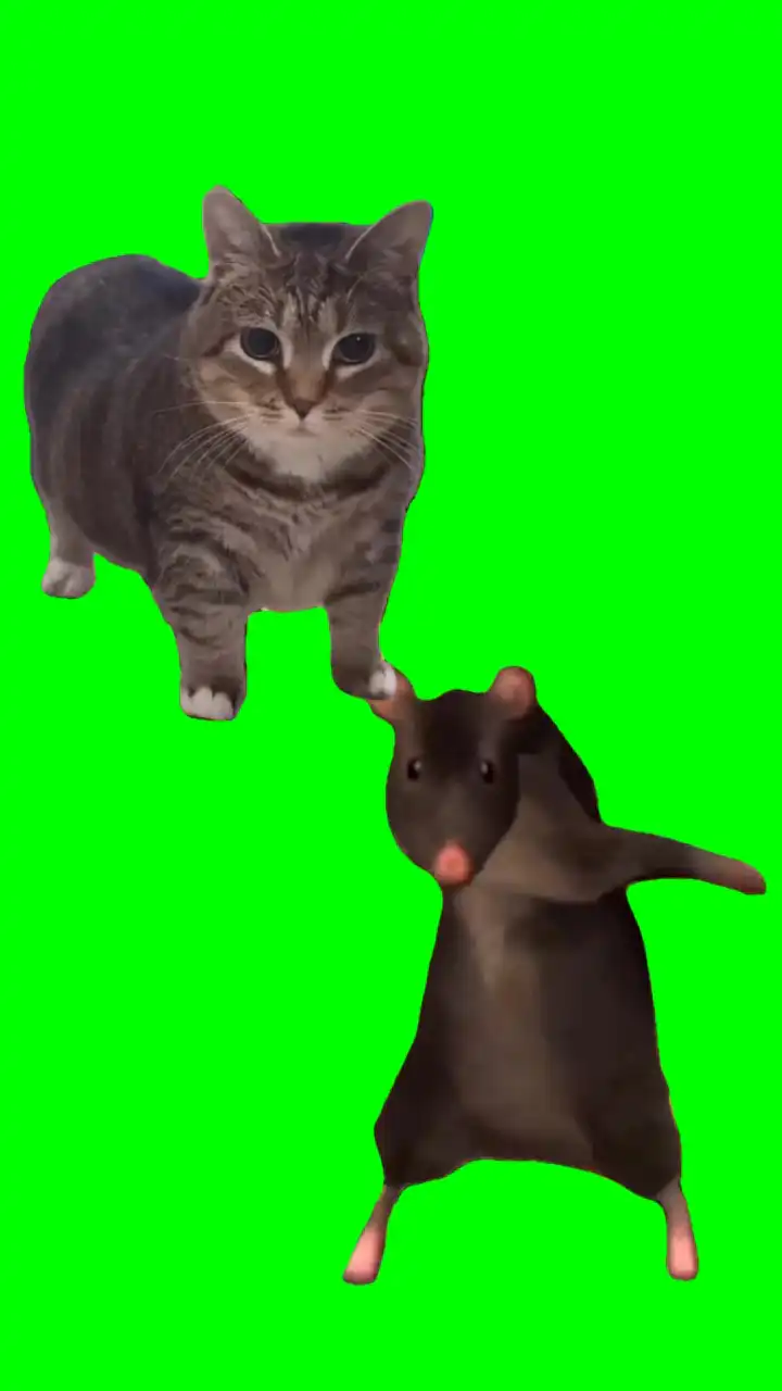 Rat and Ooiiaa cat dance Meme Green Screen