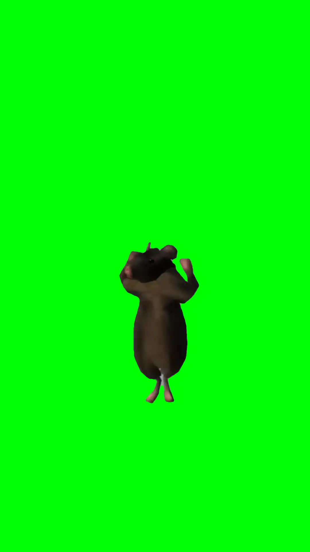 Rat dancing to espresso green screen