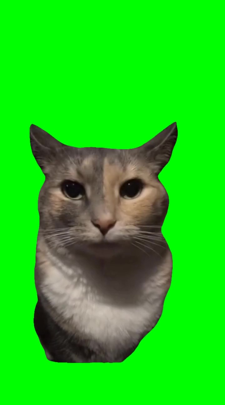 Realizing cat Green Screen