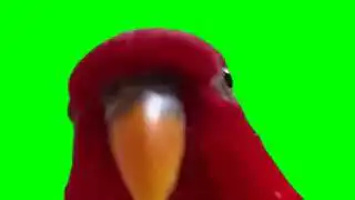 Red Bird Laughing Meme Green Screen