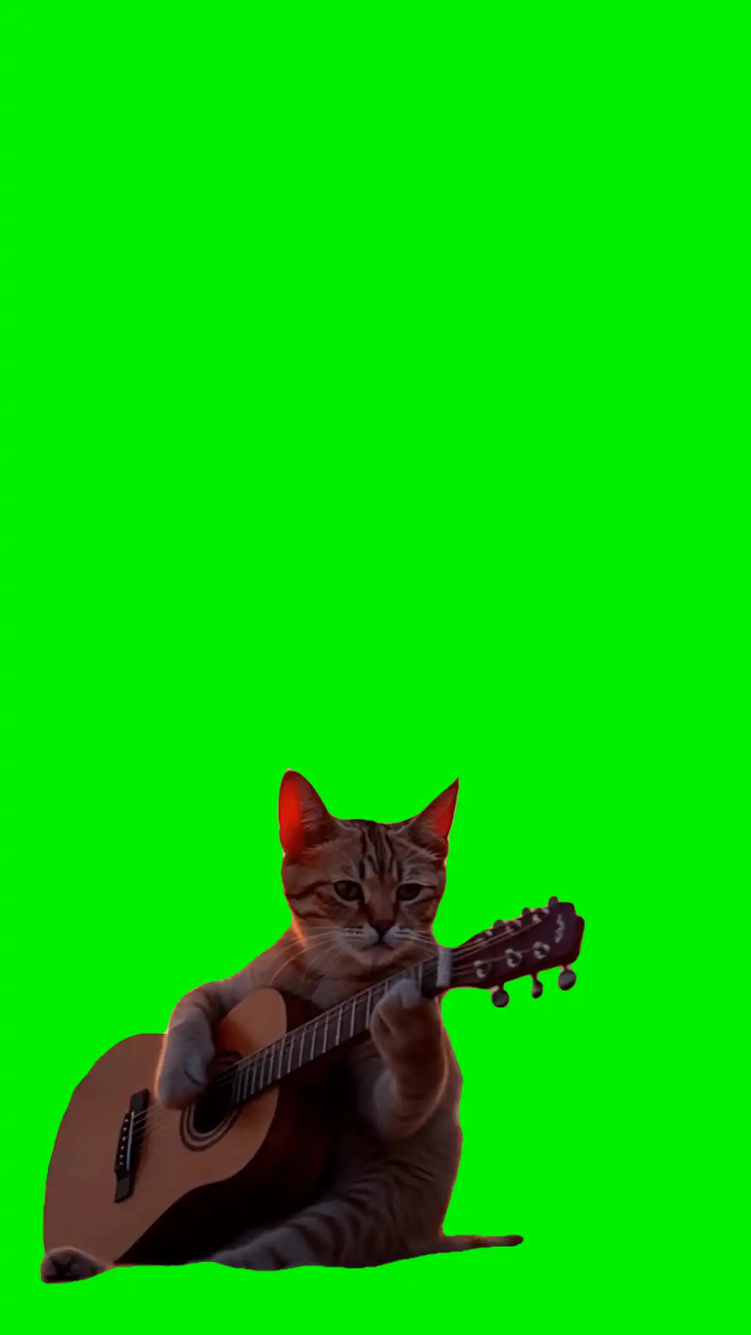 Red Cat playing guitar green screen
