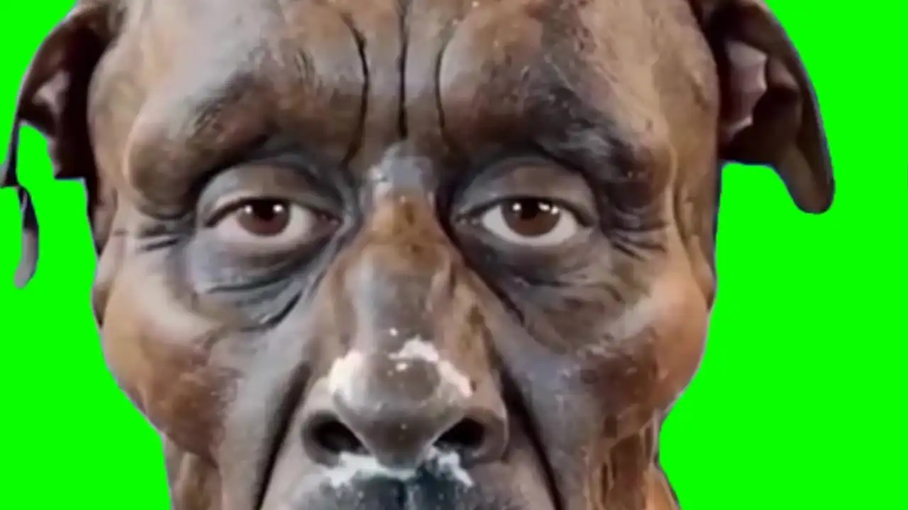 Rizz dog meme green screen