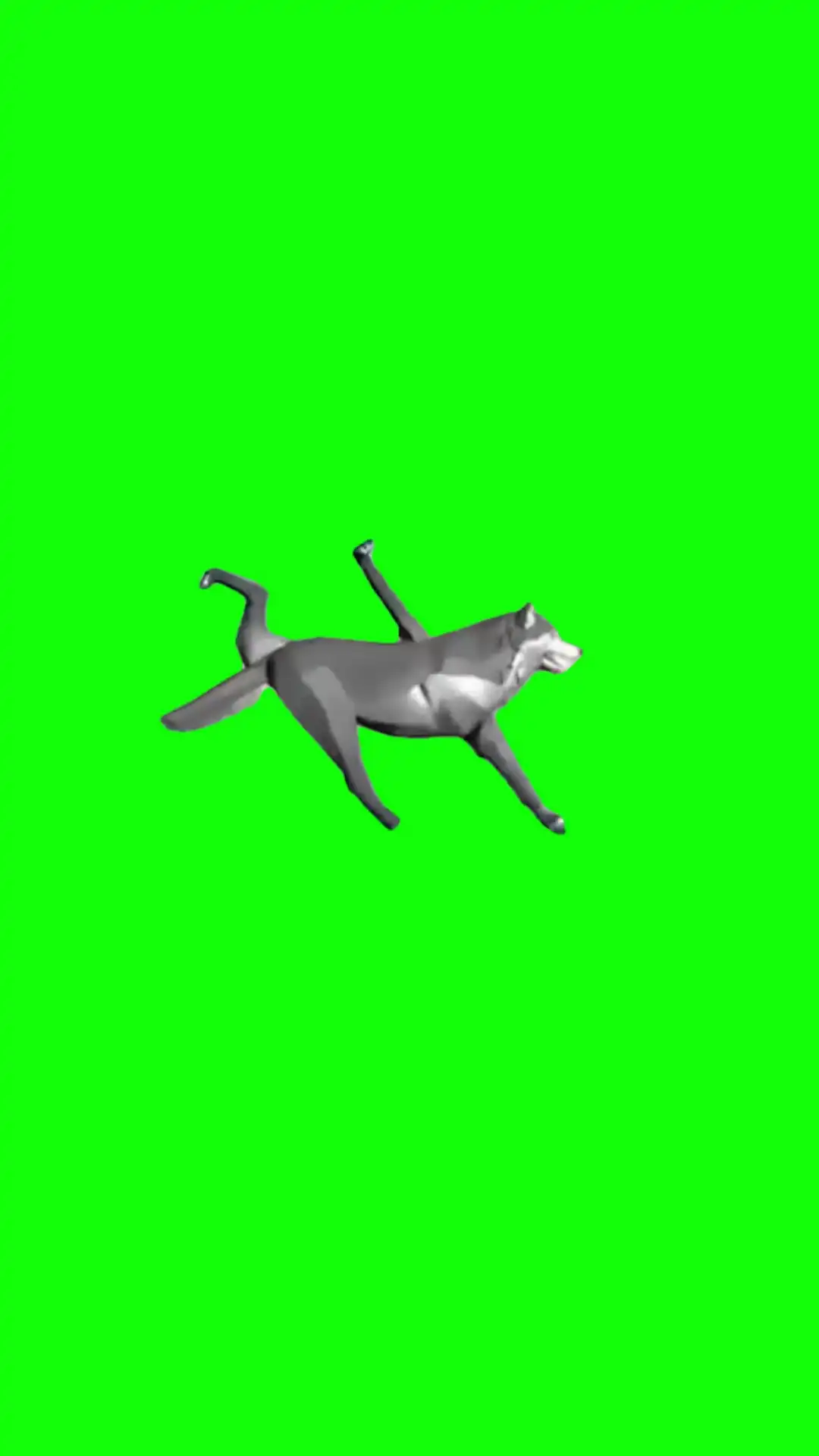 Robot wolf walking green screen
