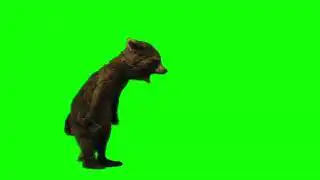 Rocket Raccoon screaming crying green screen
