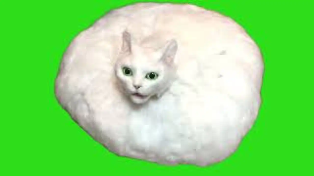 Romba cat meme Green screen