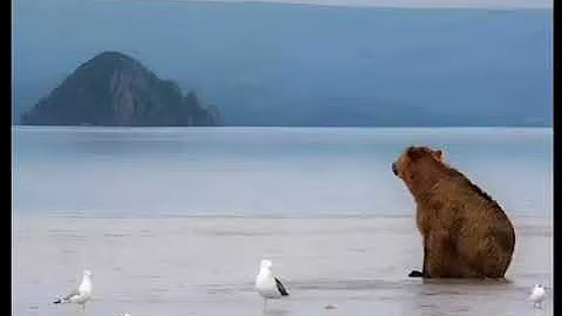 Sad Animals Meme Template