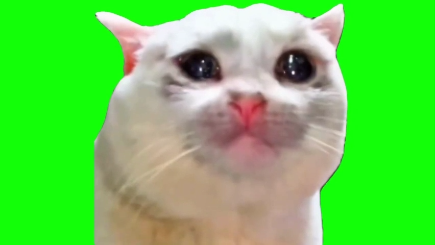 Sad Cat Crying Green Screen Memes