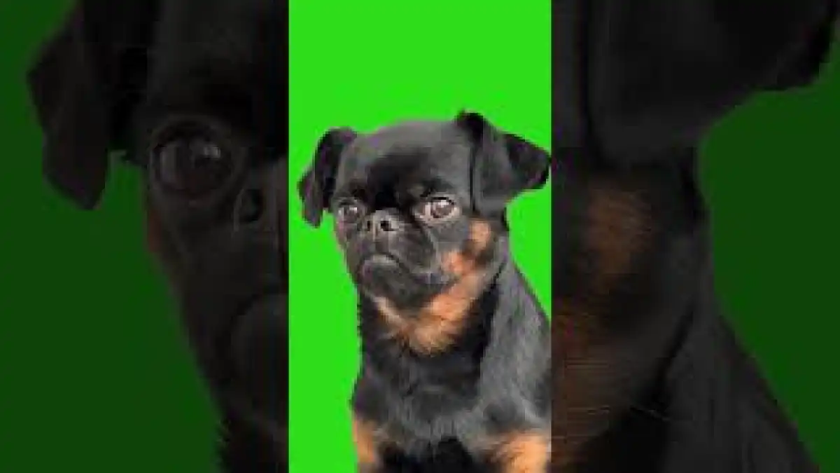Sad dog Green screen