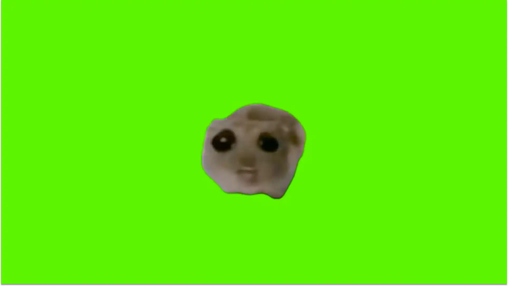 Sad Hamster Cotton Eye Joe
