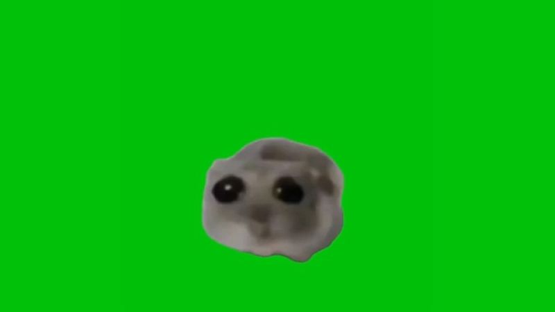 Sad Hamster Meme Green Screen Meme Template