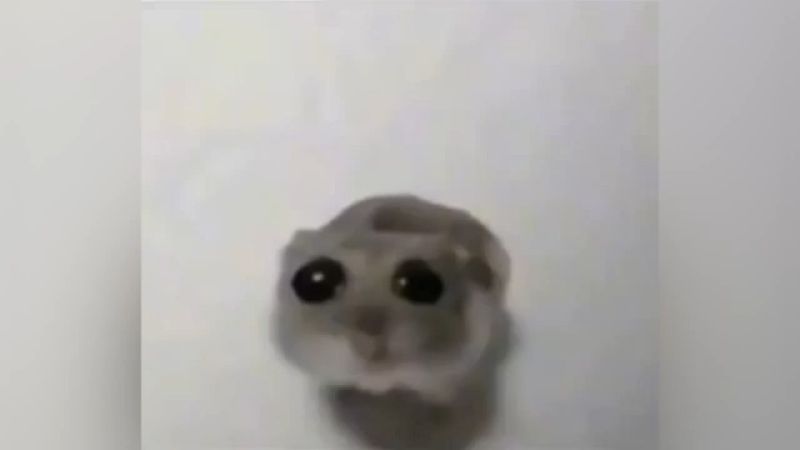 Sad Hamster Meme Template